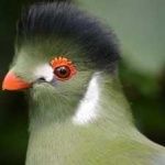 image of bird