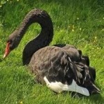 image of bird