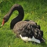 image of black_swan #1