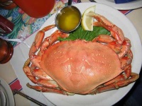 image of dungeness_crab