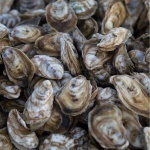 image of oyster #5