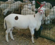 image of ram