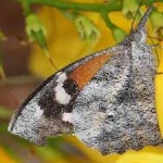 image of animal