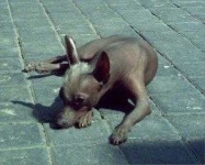 image of mexican_hairless