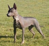 image of mexican_hairless