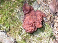 image of gyromitra