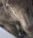 image of animal