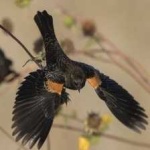 image of bird