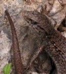 image of alligator_lizard