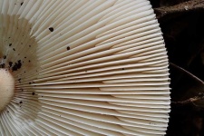 image of mushrooms