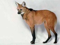 image of red_wolf