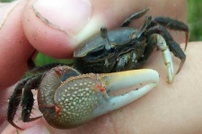 image of fiddler_crab #5