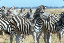 image of zebra #10