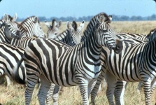 image of zebra