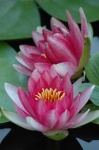 image of flower