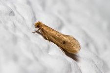 image of moth #48