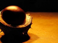 image of buckeye