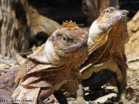 image of frilled_lizard