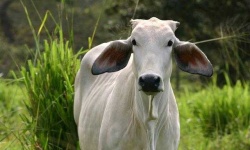 image of animal
