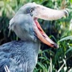 image of bird