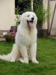 image of kuvasz