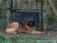 image of leonberg