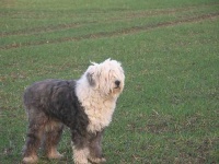 image of old_english_sheepdog #11