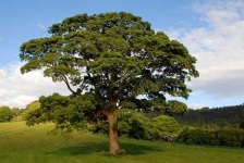 image of tree