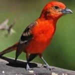 image of bird