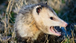 image of possum #44