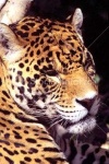 image of jaguar_car