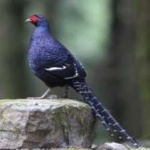 image of bird