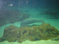 image of dugong