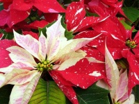 image of poinsettia #11