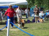 image of shetland_sheepdog