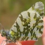 image of animal