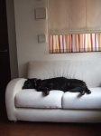 image of flat_coated_retriever