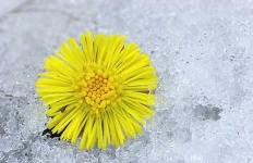 image of flower