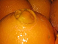 image of orange