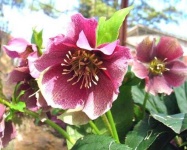 image of lenten_rose #1