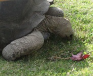 image of animal