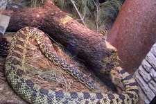 image of sidewinder