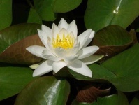 image of flower