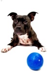 image of animal