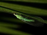 image of lacewing