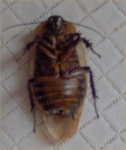 image of cockroach
