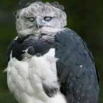 image of bird