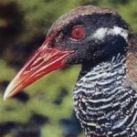 image of bird