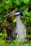 image of heron