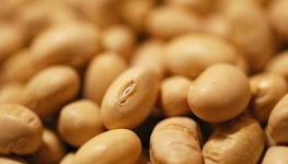 image of beans #17